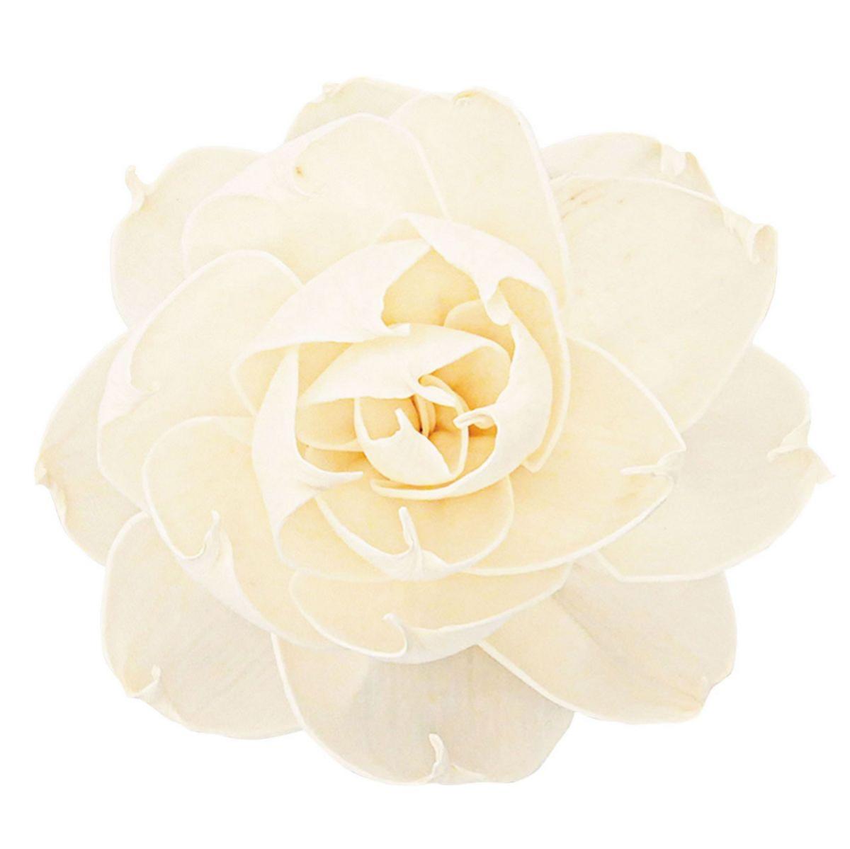 【ドライ】ソラ ロサ 白 /YF149574