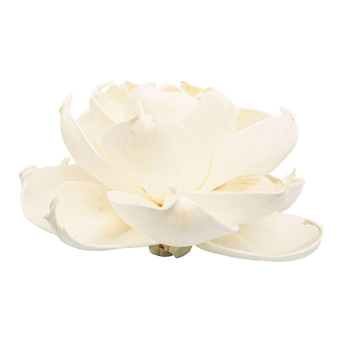 【ドライ】ソラ ロサ 白 /YF149574