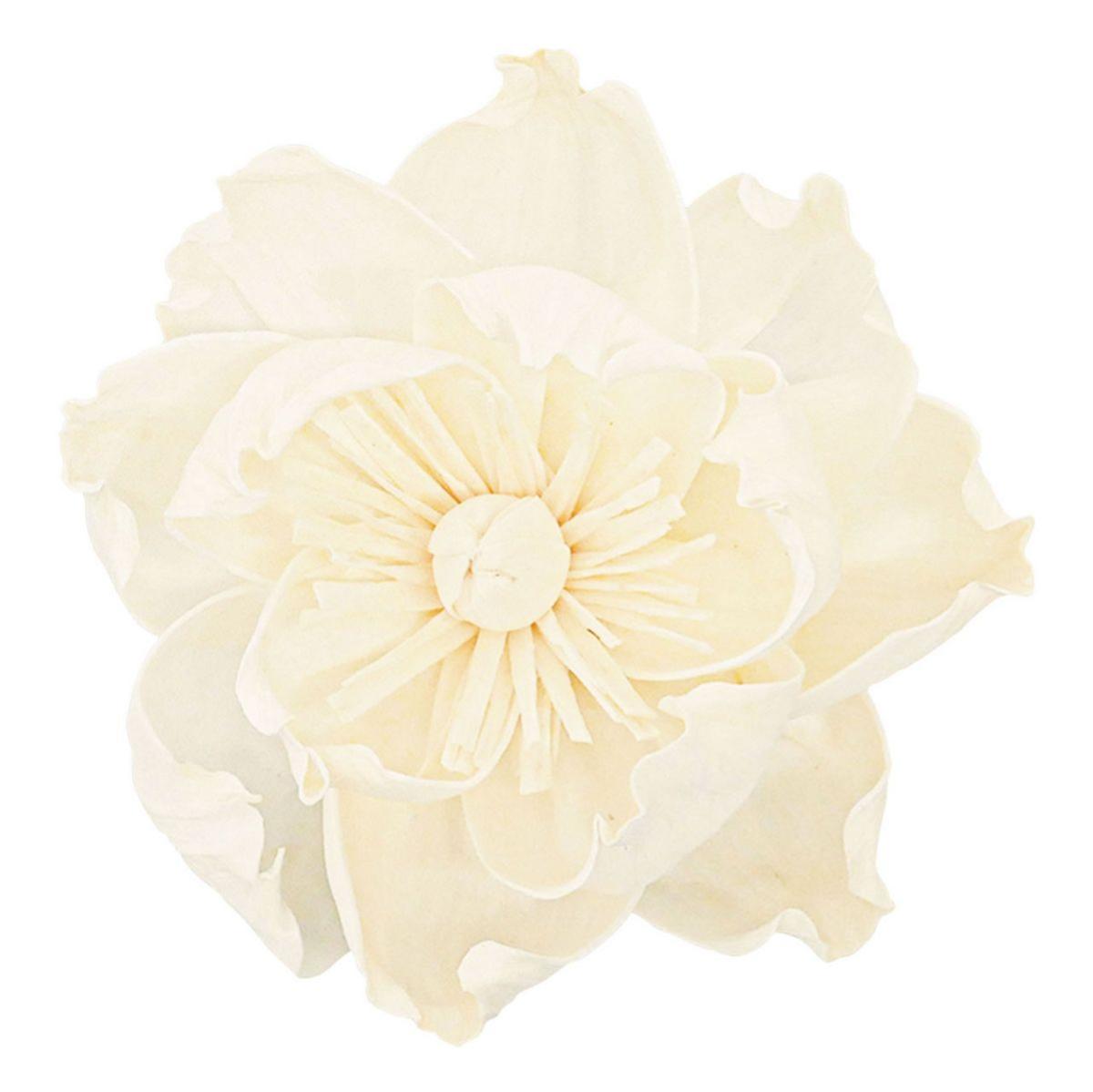 【ドライ】ソラ サボテン 白 /YF149598