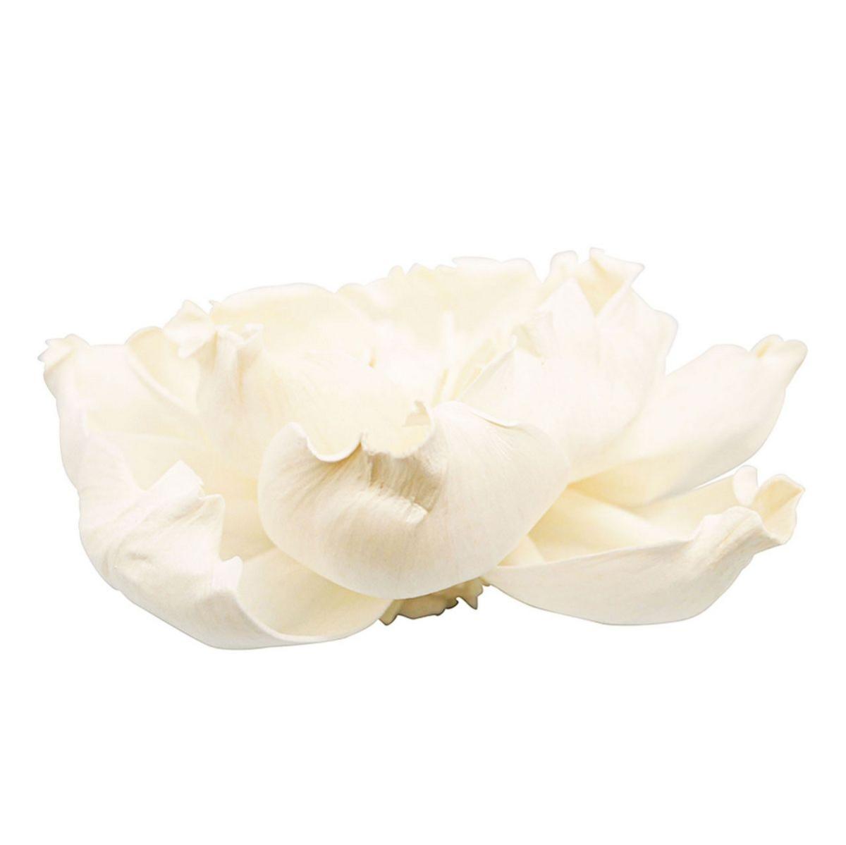 【ドライ】ソラ サボテン 白 /YF149598