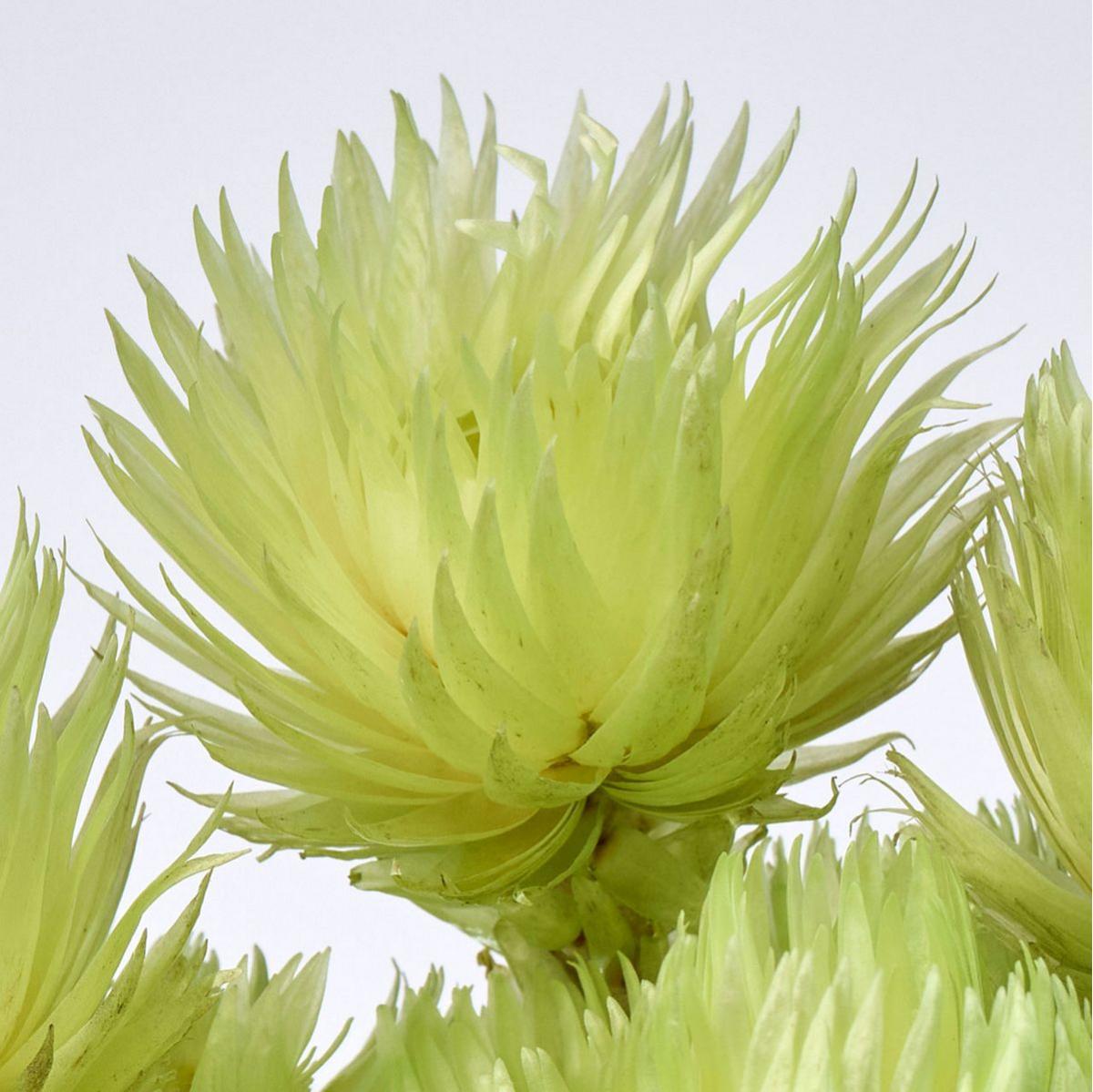 【ドライ】シルバーデージーミニ マスカット /FD004441-123