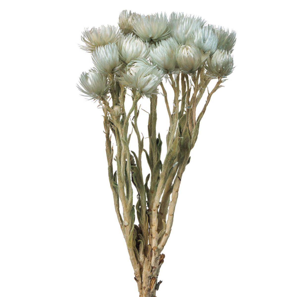 【ドライ】シルバーデージーミニ アイスグレー /FD004441-151