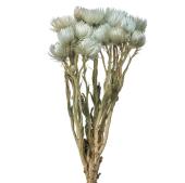 【ドライ】シルバーデージーミニ アイスグレー /FD004441-151