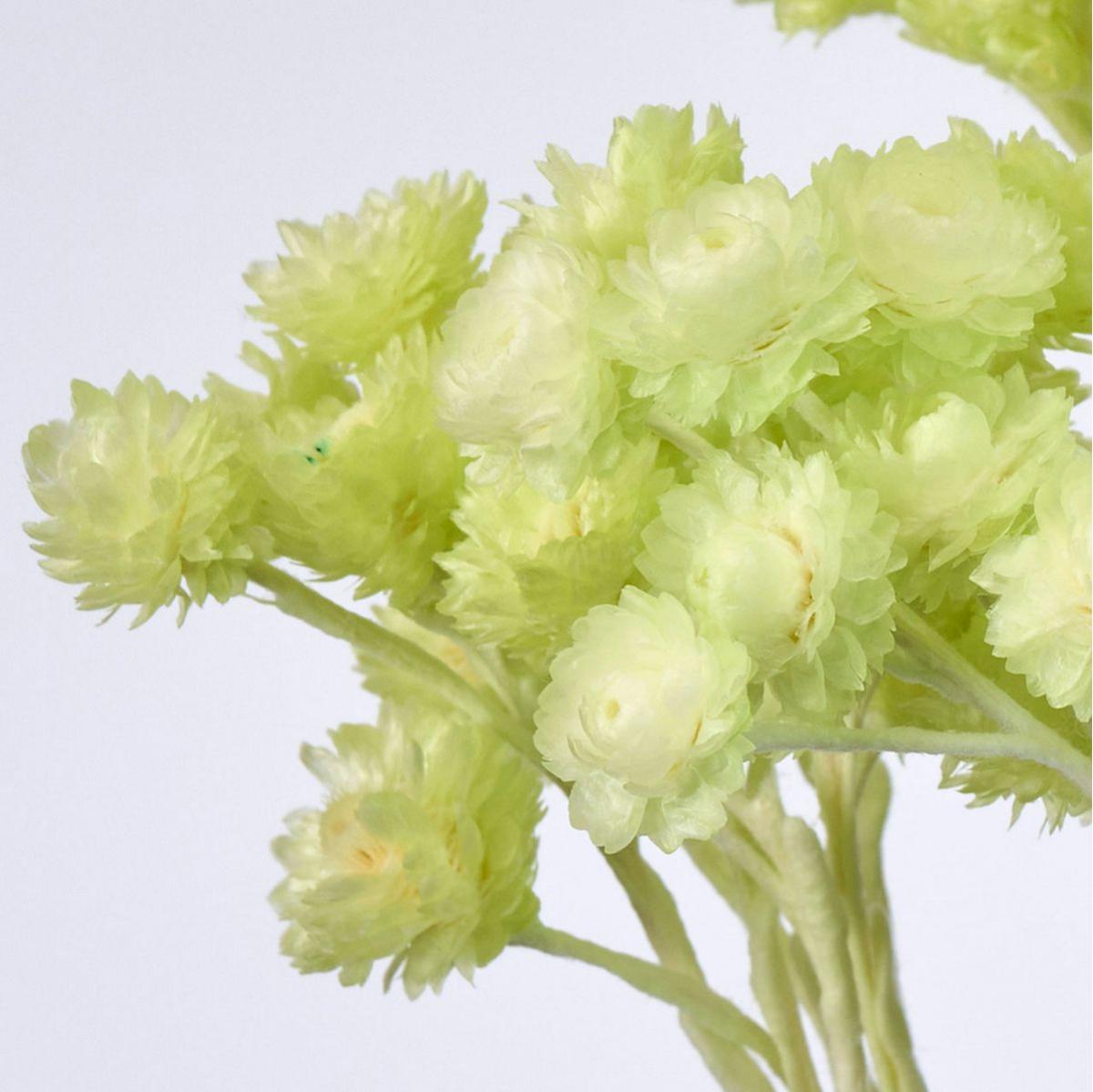 特価◎【ドライ】イモーテル マスカット /FD004569-123