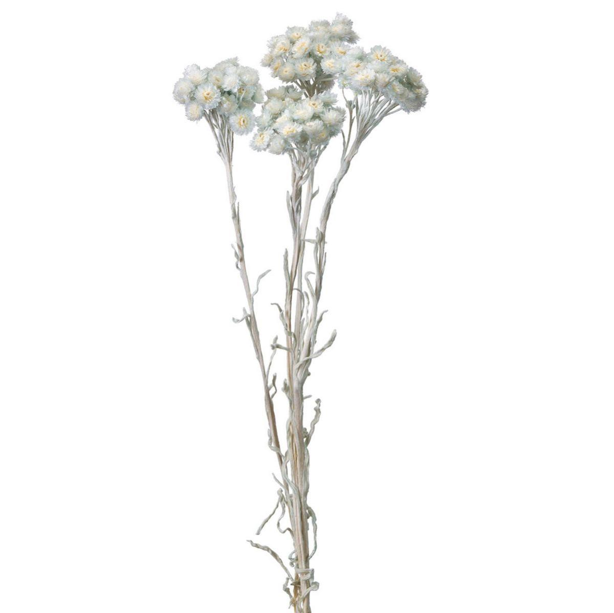 【ドライ】イモーテル アイスグレー /FD004569-151