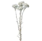 【ドライ】イモーテル アイスグレー /FD004569-151