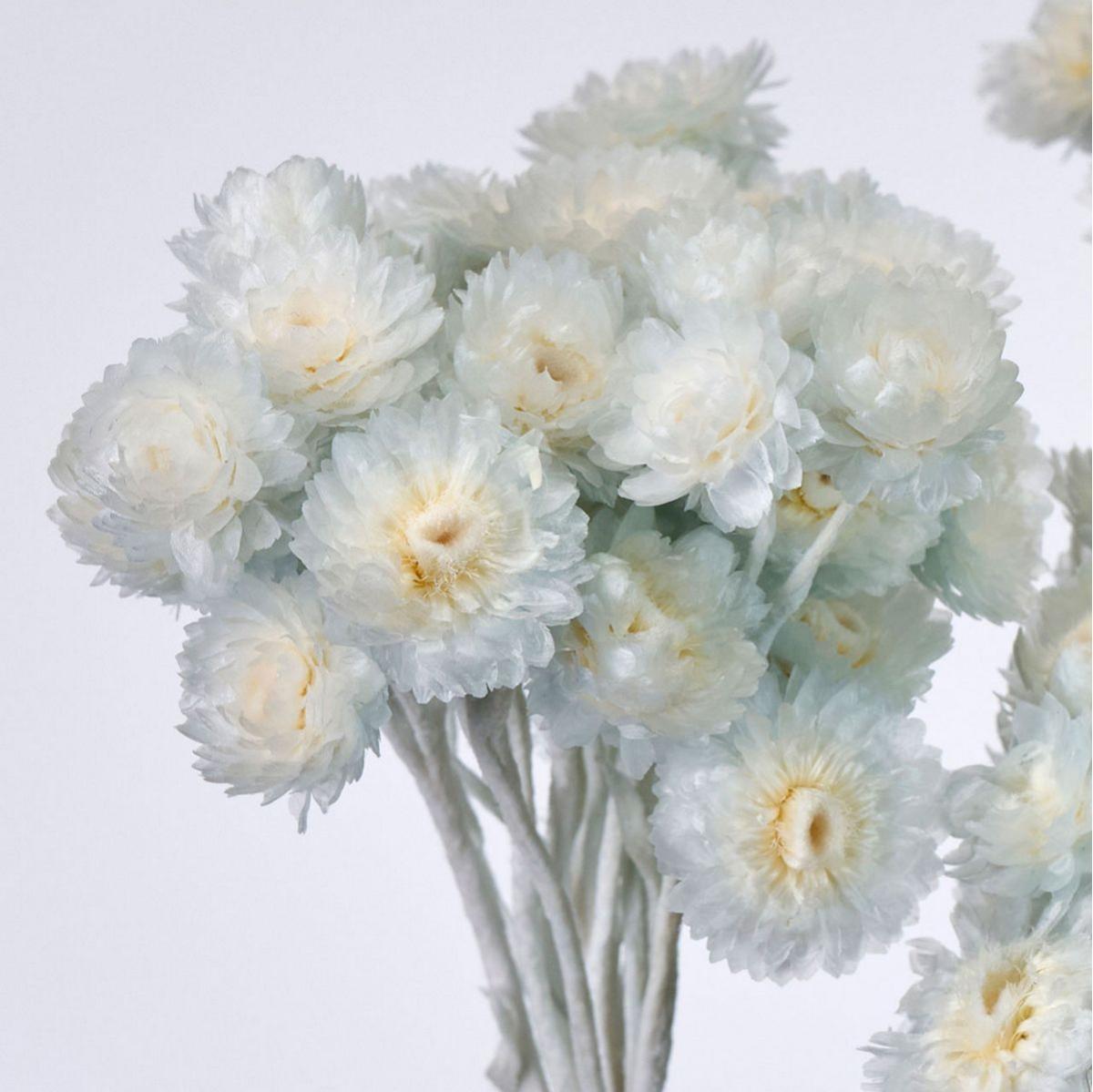 【ドライ】イモーテル アイスグレー /FD004569-151