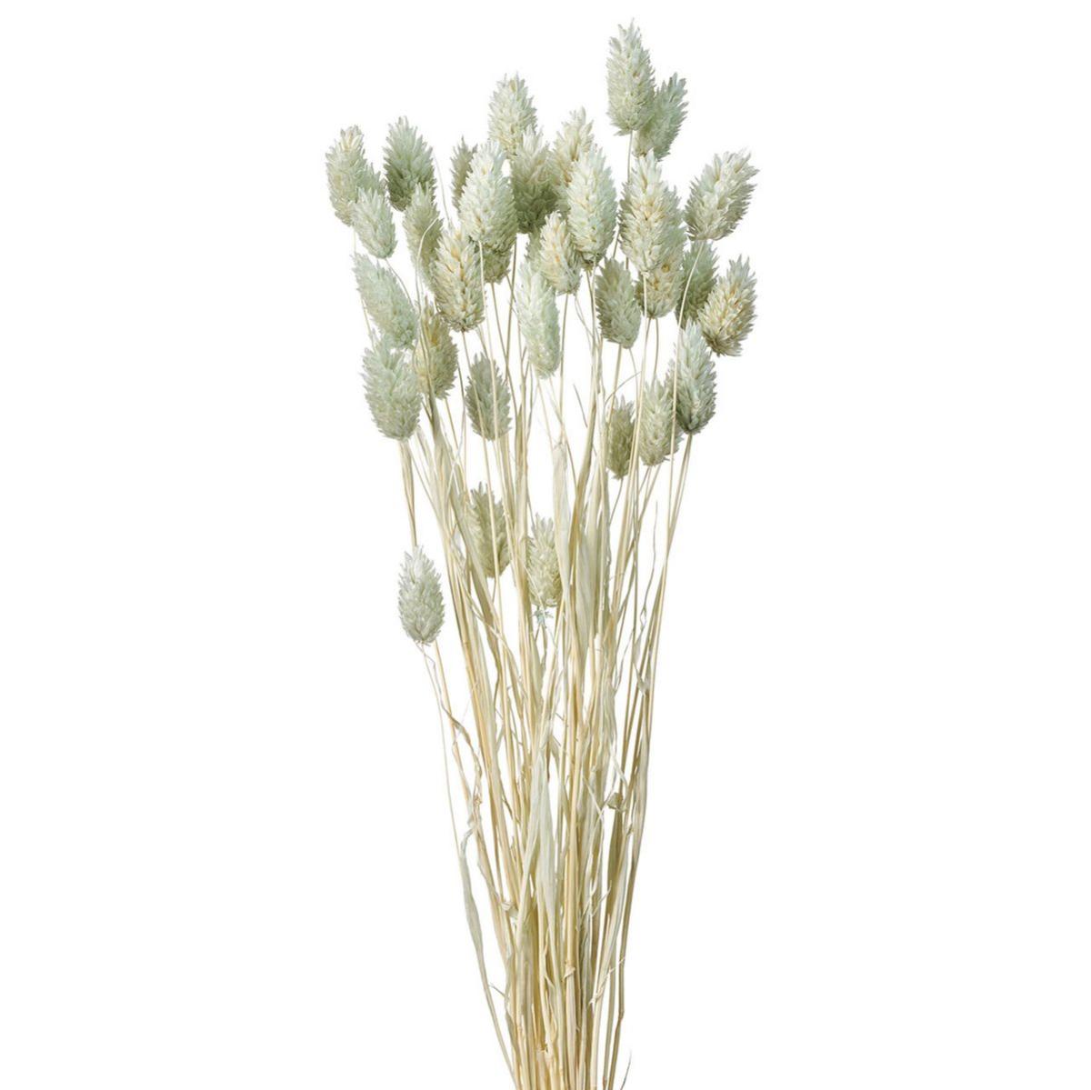 特価◎【ドライ】ポアプランツ アイスグレー /FD004571-151