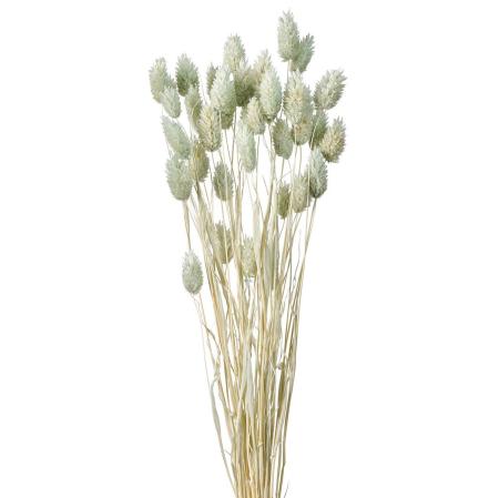 特価◎【ドライ】ポアプランツ アイスグレー /FD004571-151