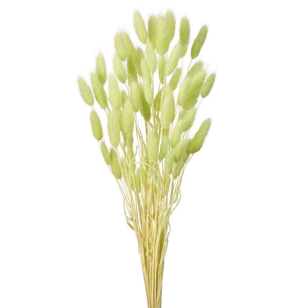 特価◎【ドライ】ラグラス マスカット /FD004583-123