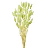 特価◎【ドライ】ラグラス マスカット /FD004583-123