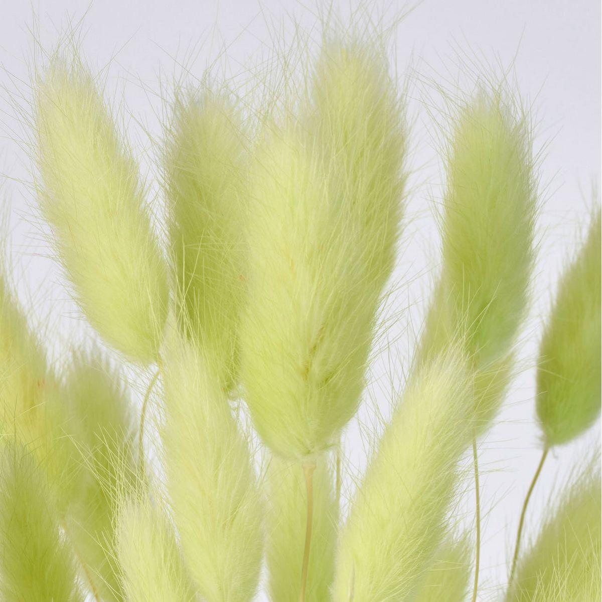 特価◎【ドライ】ラグラス マスカット /FD004583-123