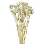 特価◎【ドライ】ニゲラオリエンタリス アイスグレー /FD007575-151