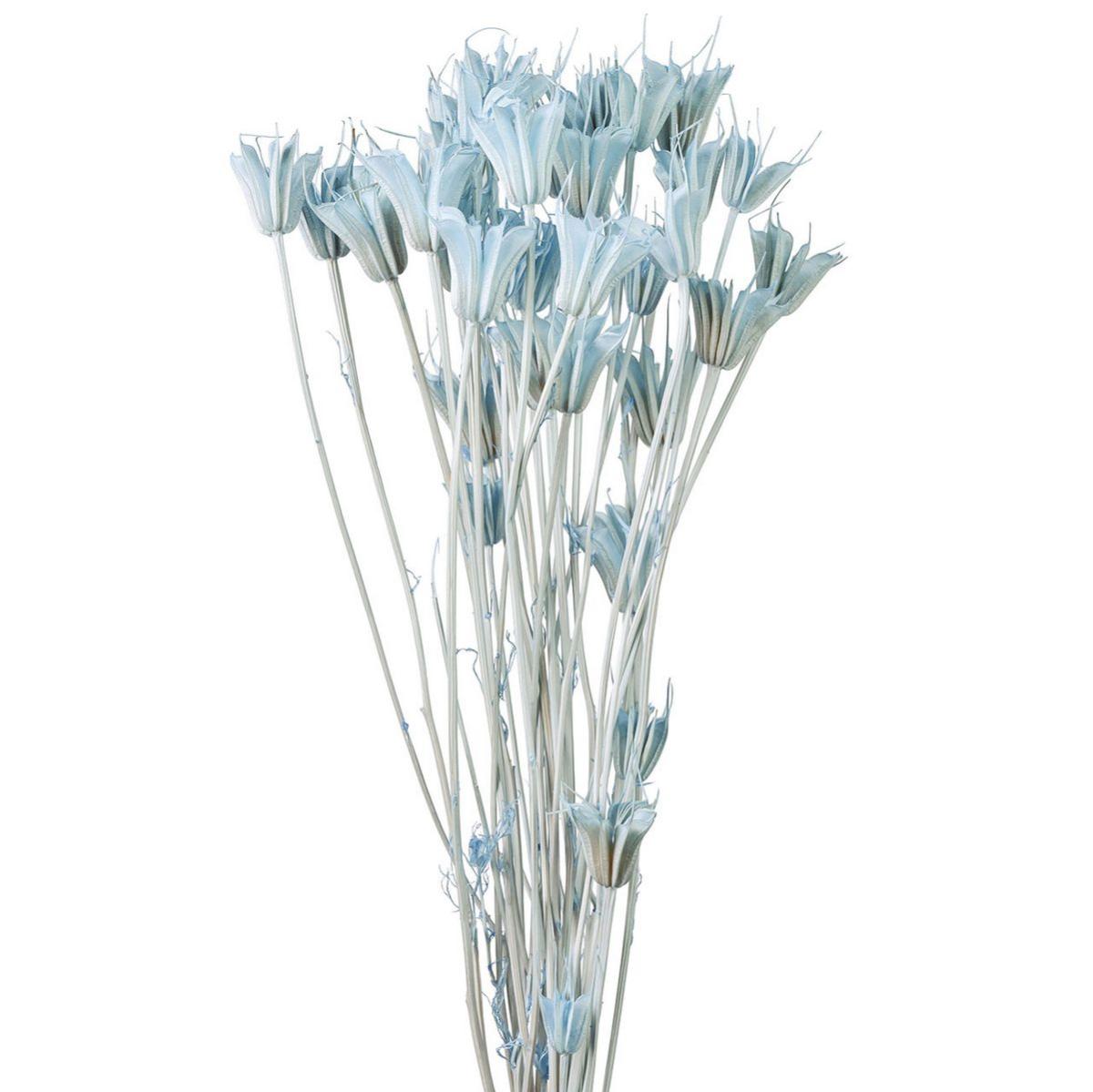 特価◎【ドライ】ニゲラオリエンタリス フロストブルー /FD007575-134