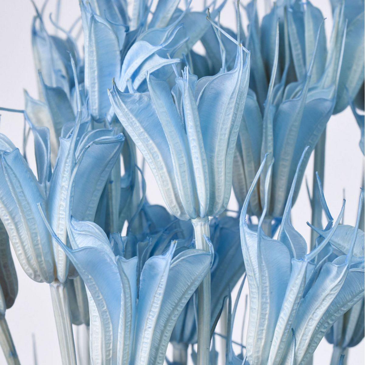 特価◎【ドライ】ニゲラオリエンタリス フロストブルー /FD007575-134