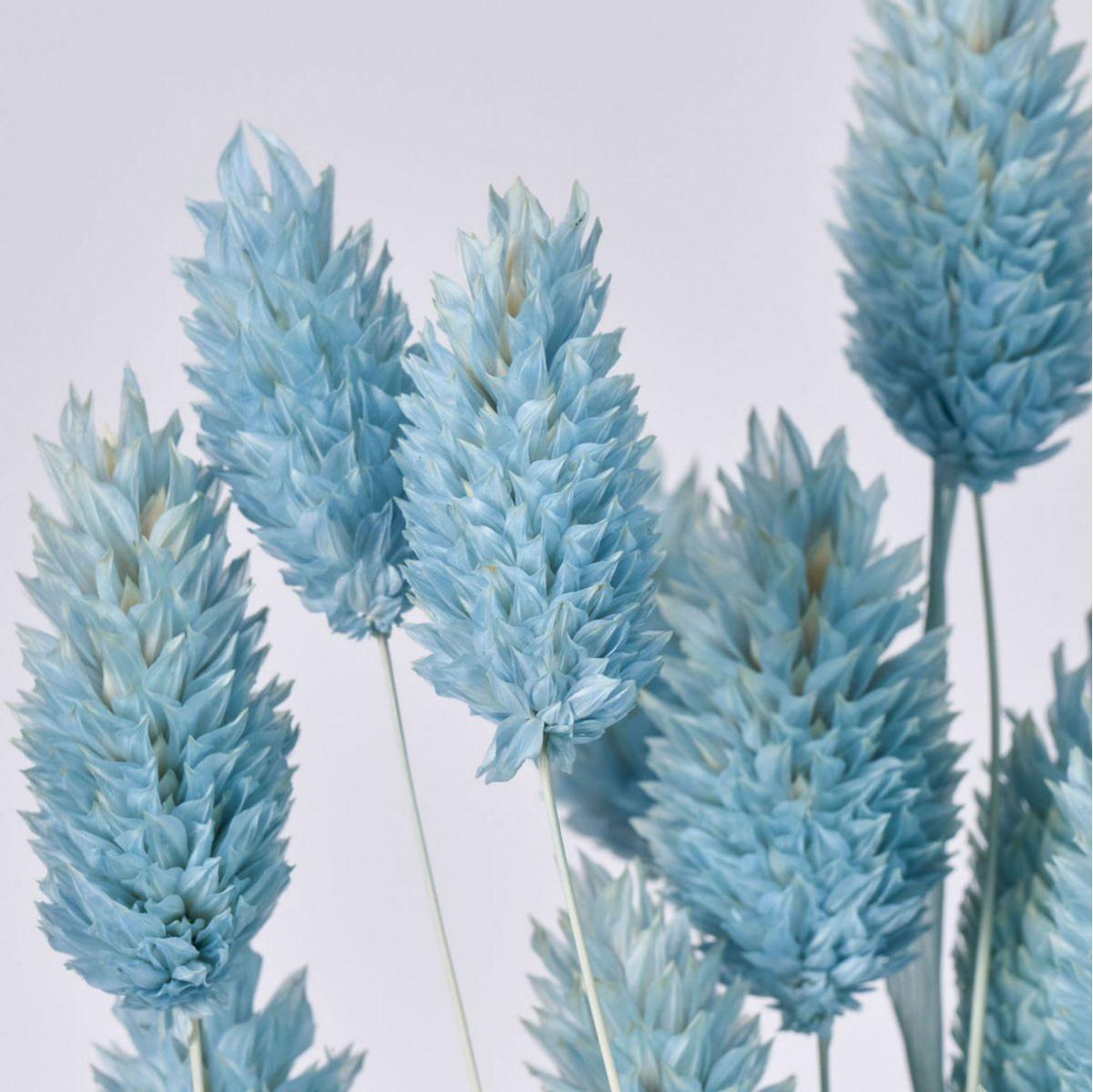 【ドライ】ポアプランツ フロストブルー /FD042020-134