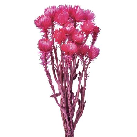 【ドライ】シルバーデージーミニ トロピカルピンク /FD004441-028