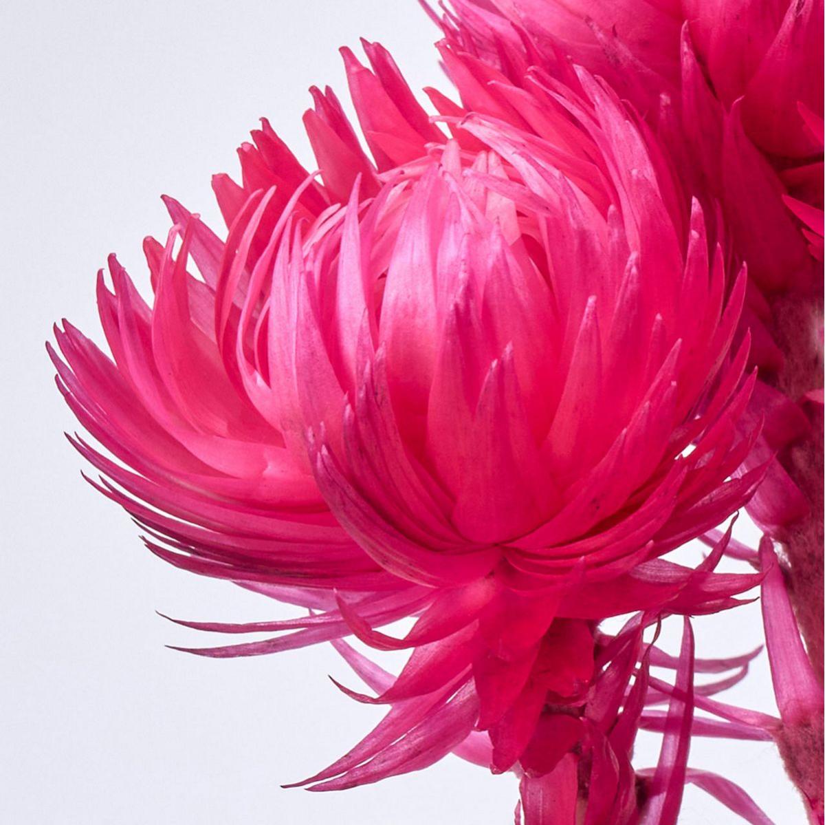 【ドライ】シルバーデージーミニ トロピカルピンク /FD004441-028