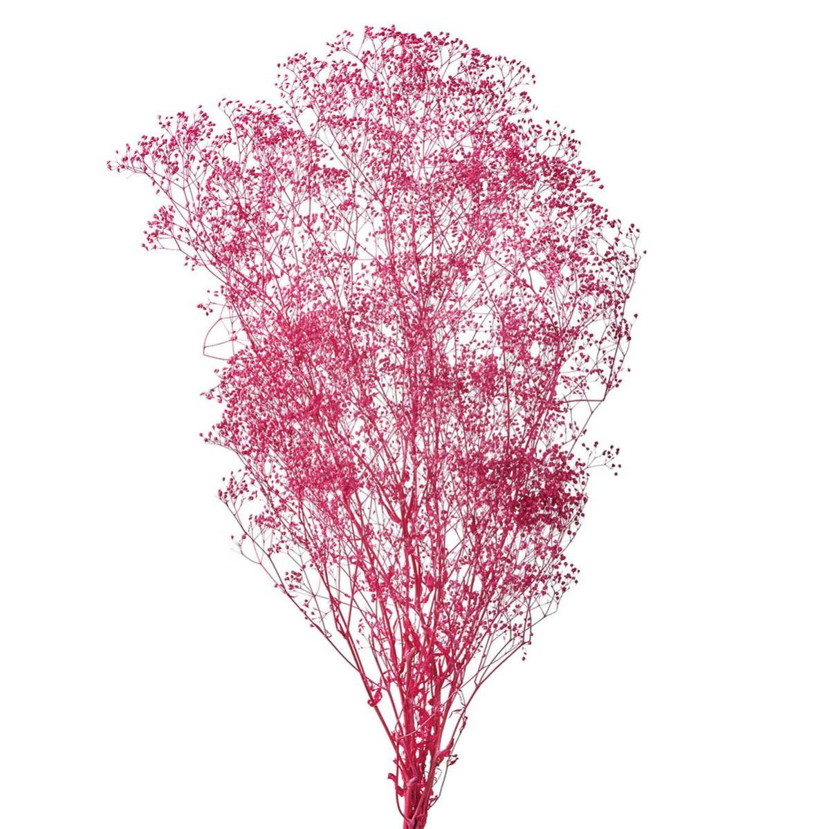 【プリザーブド】ミニカスミ草 トロピカルピンク /FD004551-028