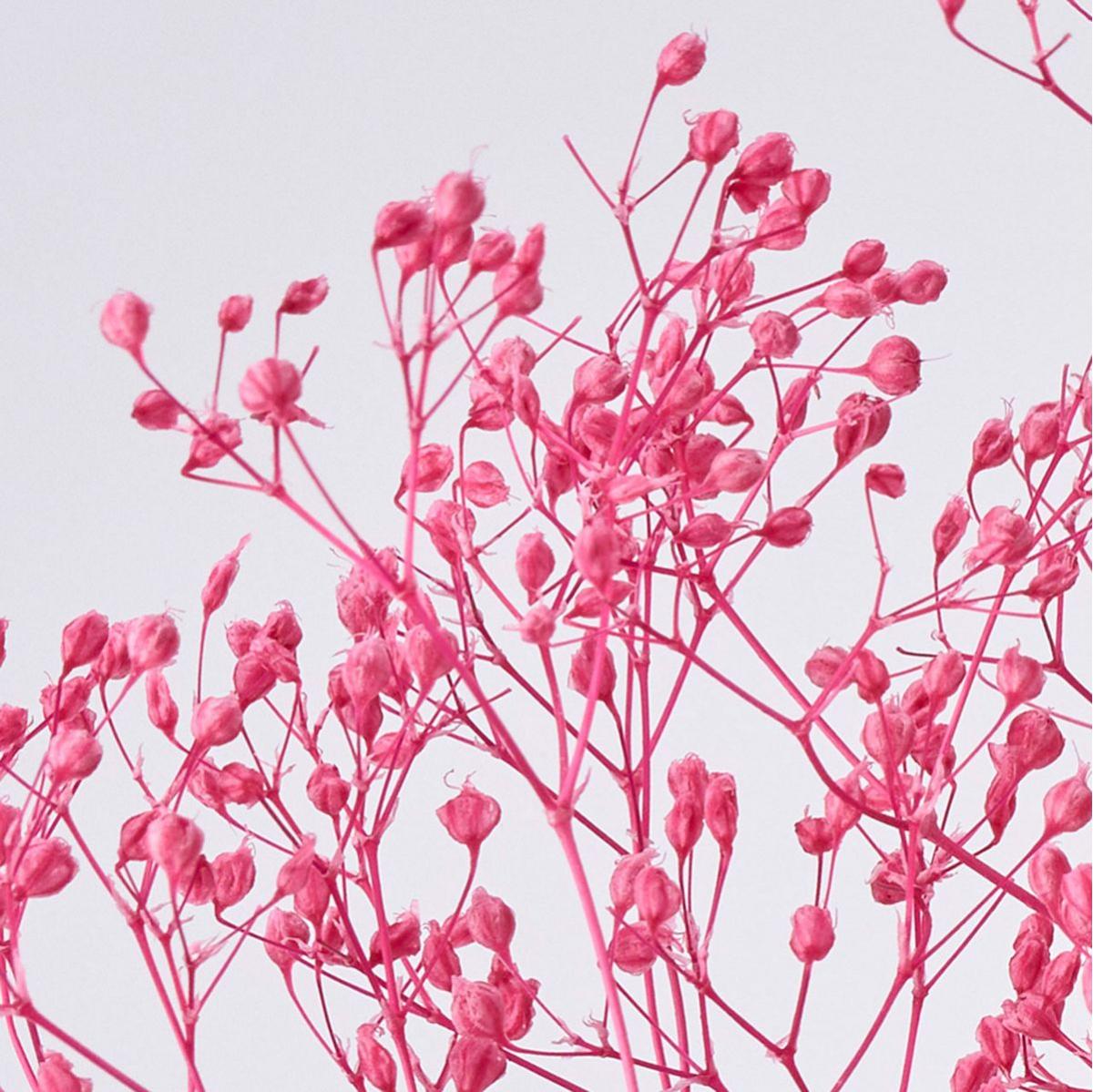 【プリザーブド】ミニカスミ草 トロピカルピンク /FD004551-028