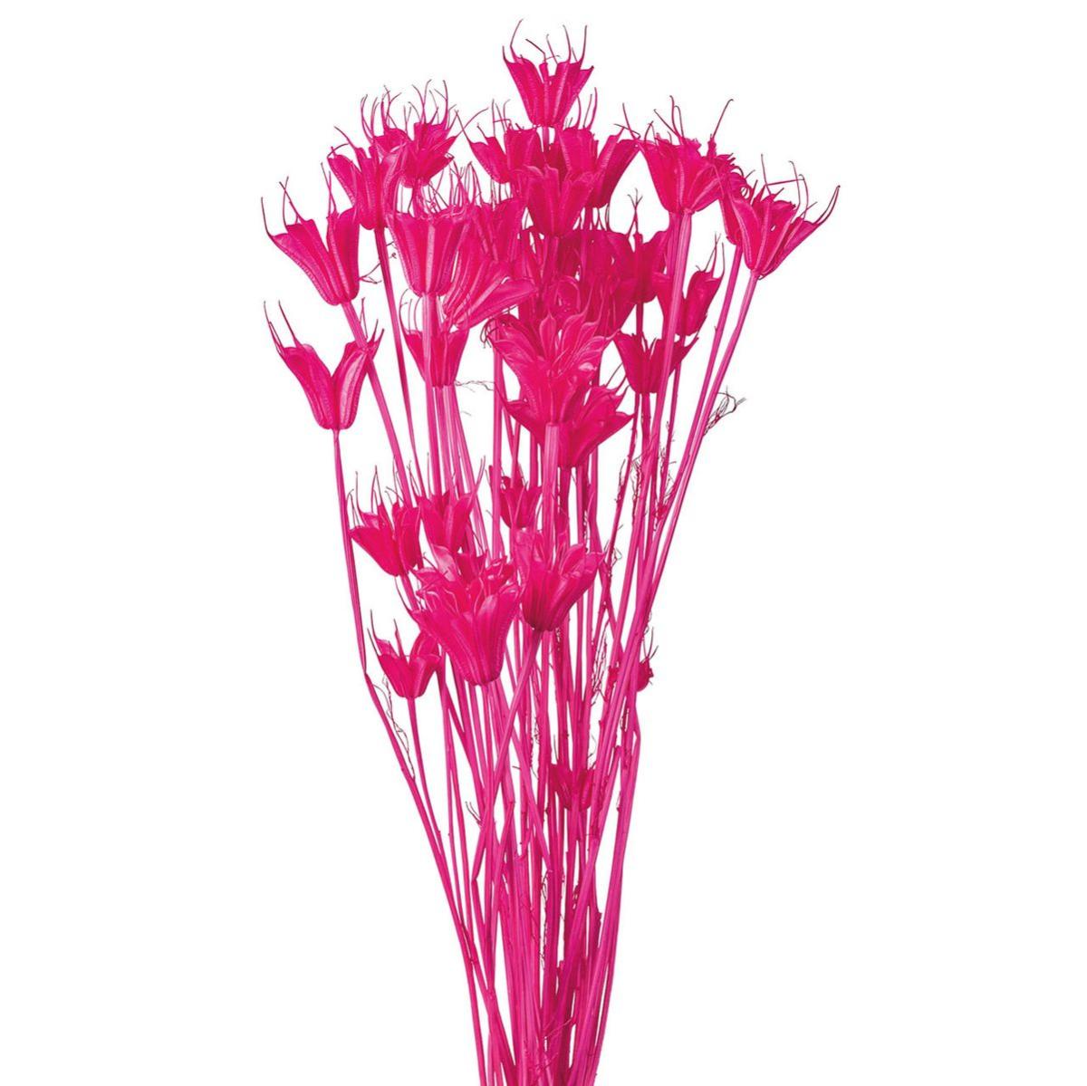 【ドライ】ニゲラオリエンタリス トロピカルピンク /FD007575-028