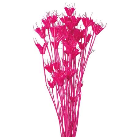 【ドライ】ニゲラオリエンタリス トロピカルピンク /FD007575-028