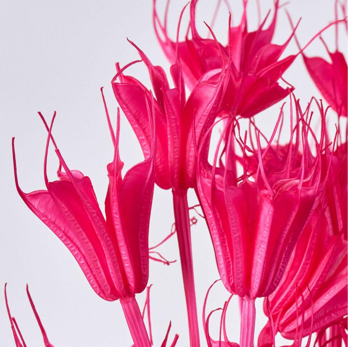 【ドライ】ニゲラオリエンタリス トロピカルピンク /FD007575-028