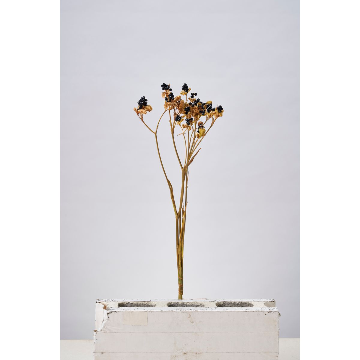 【ドライ】東京堂/風の花 ヒオウギ/DN000071