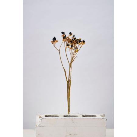 【ドライ】東京堂/風の花 ヒオウギ/DN000071