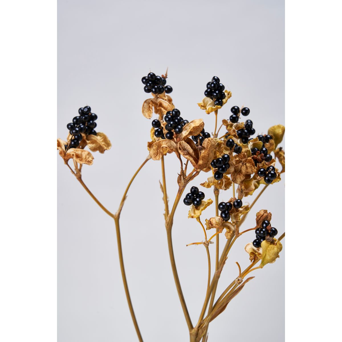 【ドライ】東京堂/風の花 ヒオウギ/DN000071