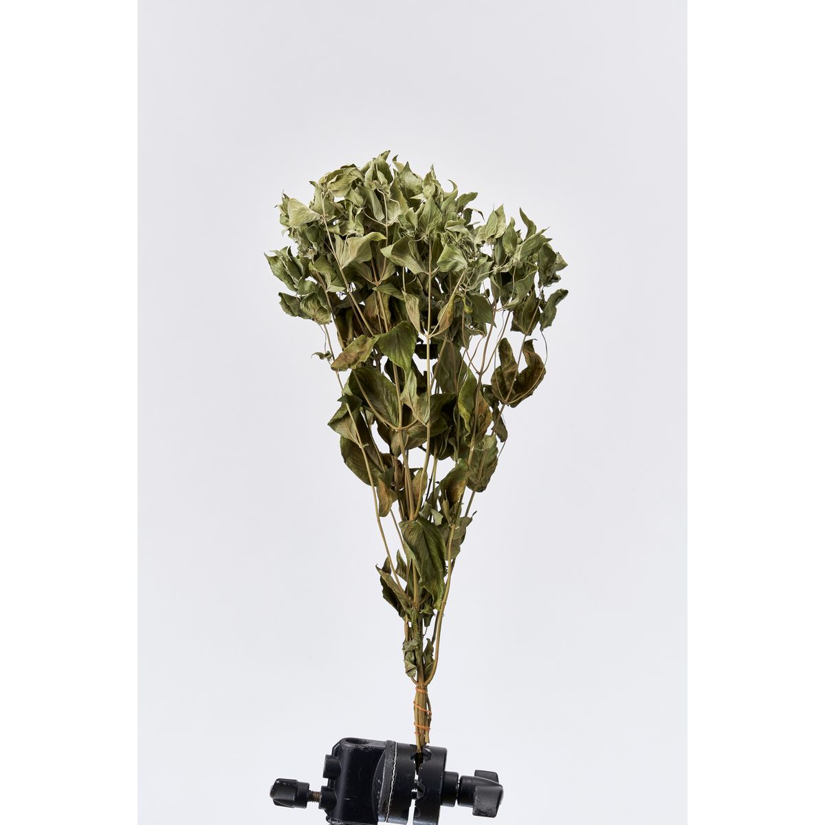 【ドライ】東京堂/風の花 マウンテンミント/DN000137