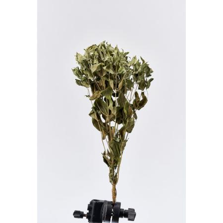 【ドライ】東京堂/風の花 マウンテンミント/DN000137