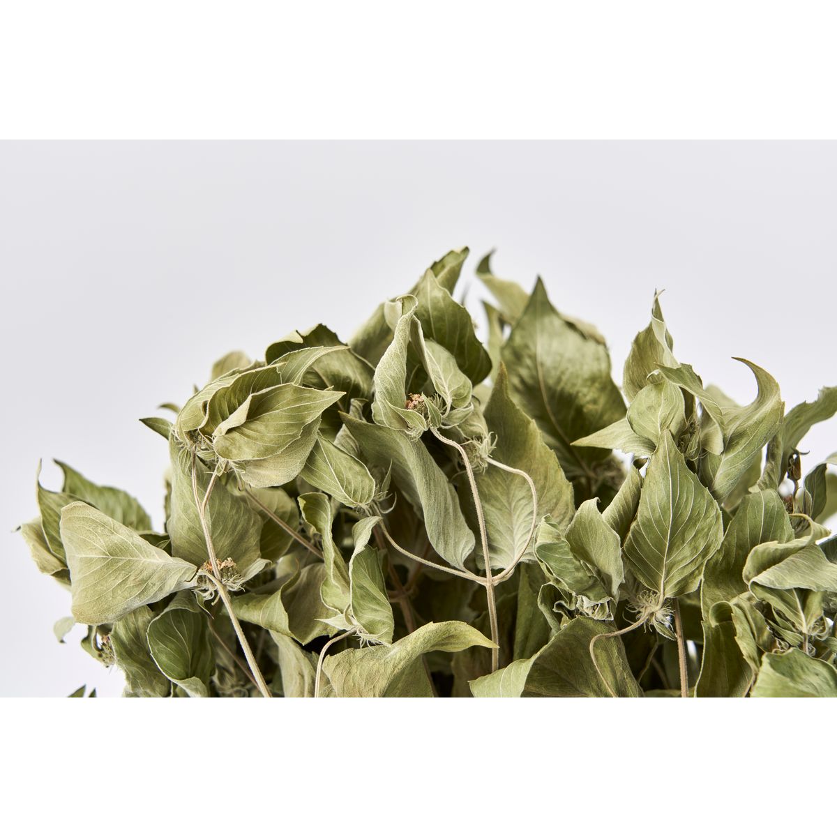 【ドライ】東京堂/風の花 マウンテンミント/DN000137