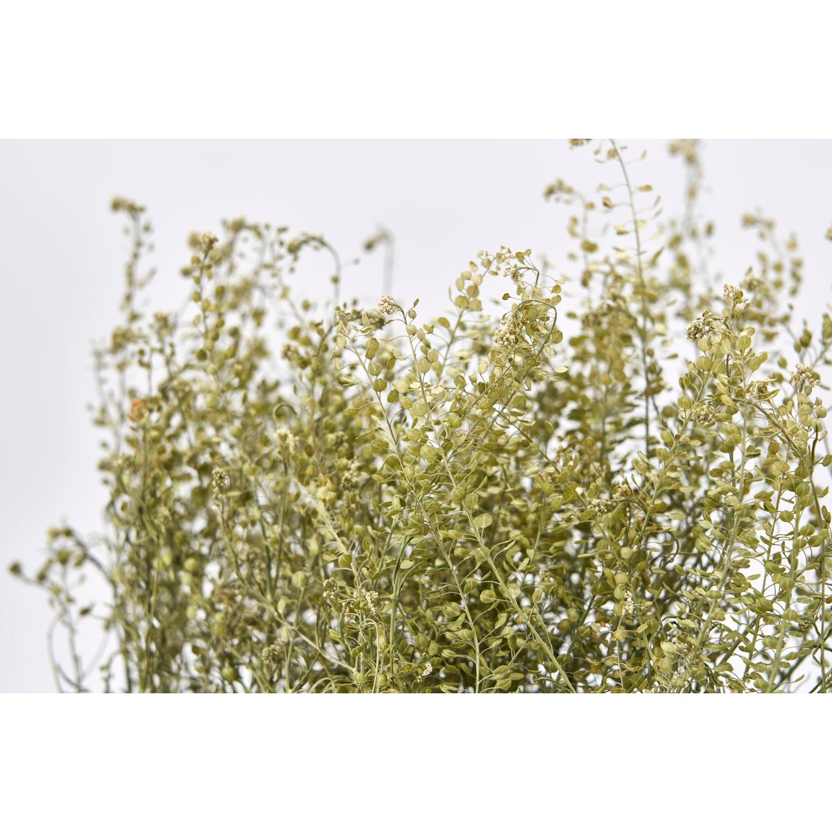 【ドライ】東京堂/風の花 マメグンバイナズナ/DN000140