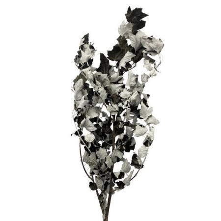 【ドライ】東京堂/風の花 ギンドロ ブラック/DN000144-020