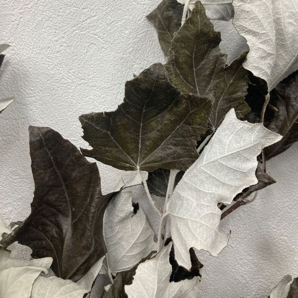 【ドライ】東京堂/風の花 ギンドロ ブラック/DN000144-020