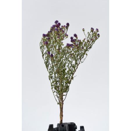 【ドライ】東京堂/風の花 クジャクアスター パープル/DN000146-017