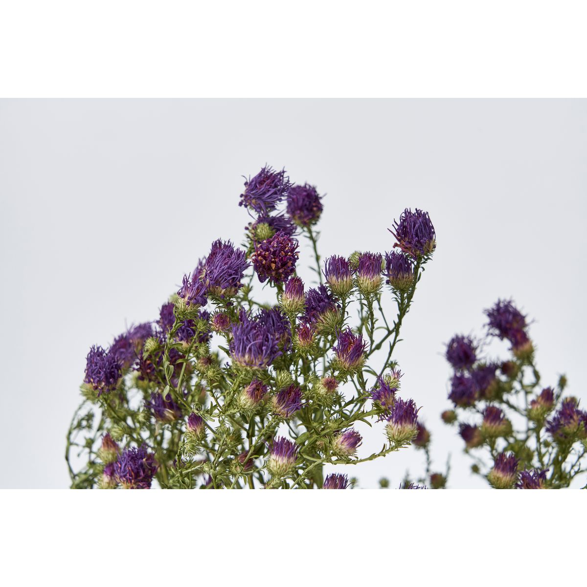 【ドライ】東京堂/風の花 クジャクアスター パープル/DN000146-017