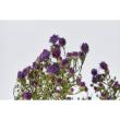 【ドライ】東京堂/風の花 クジャクアスター パープル/DN000146-017