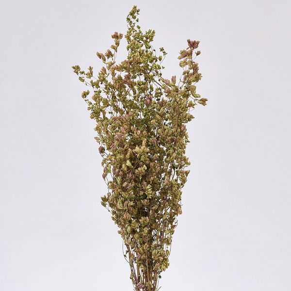 【ドライ】東京堂/風の花 オレガノHB/DN000172