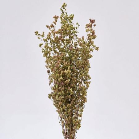 【ドライ】東京堂/風の花 オレガノHB/DN000172