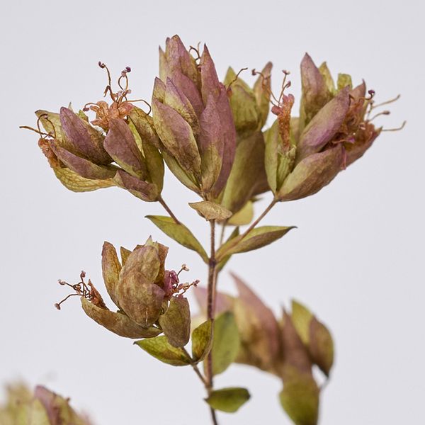 【ドライ】東京堂/風の花 オレガノHB/DN000172