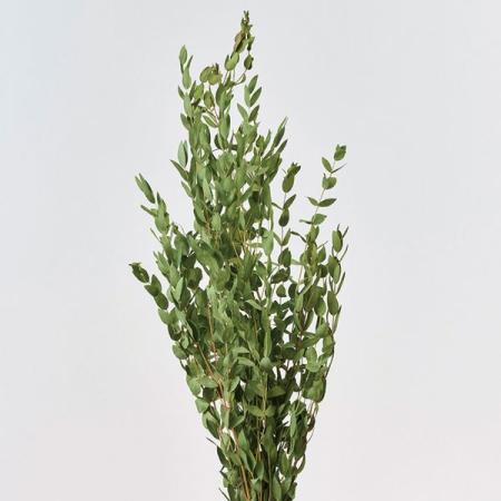 【ドライ】東京堂/風の花 ユーカリ パルブラ/DN000179