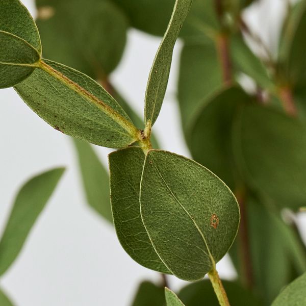 【ドライ】東京堂/風の花 ユーカリ パルブラ/DN000179