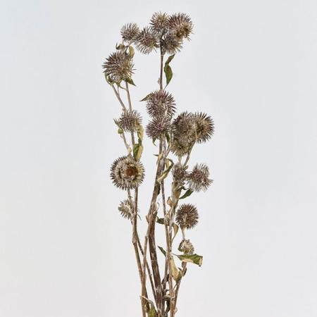 【ドライ】東京堂/風の花 オヤマボクチ/DN000187