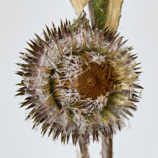 【ドライ】東京堂/風の花 オヤマボクチ/DN000187