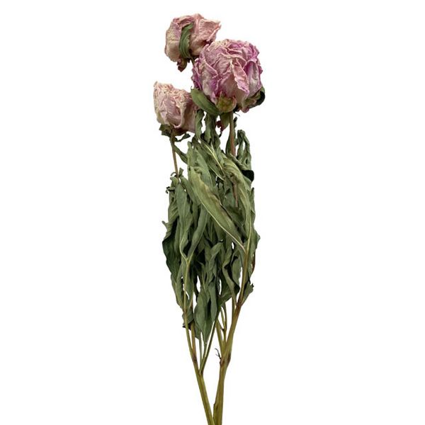 【ドライ】東京堂/風の花 シャクヤク ピンク/DN000193-002