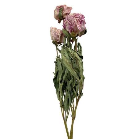 【ドライ】東京堂/風の花 シャクヤク ピンク/DN000193-002