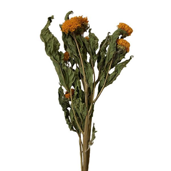 【ドライ】東京堂/風の花 ゴッホヒマワリ/DN000194