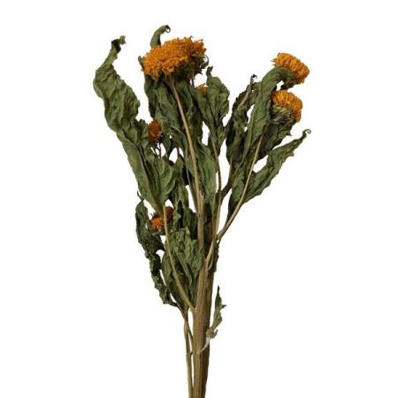 【ドライ】東京堂/風の花 ゴッホヒマワリ/DN000194